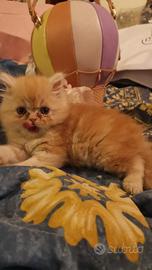 Gattino persiano red tabby