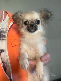 Chihuahua maschio