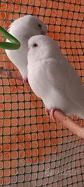 Cocorite