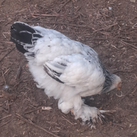 Pulcini galli galline