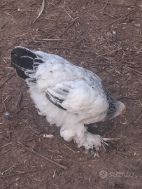 Pulcini galli galline