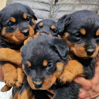Disponibili Cuccioli di Rottweiler