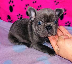 Cucciolo di bulldog francese esotico