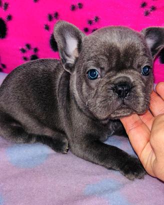 Cucciolo di bulldog francese esotico