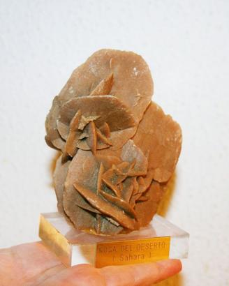 Rosa del Deserto Sahara Minerale da Collezione 