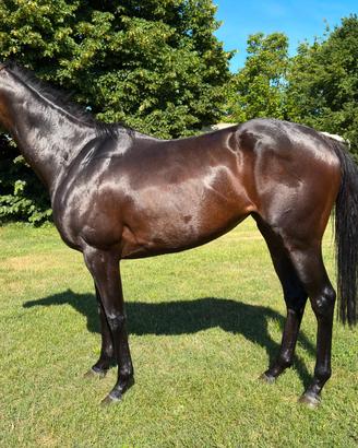 Cavallo psi