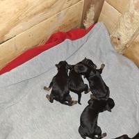 Cuccioli pinscher