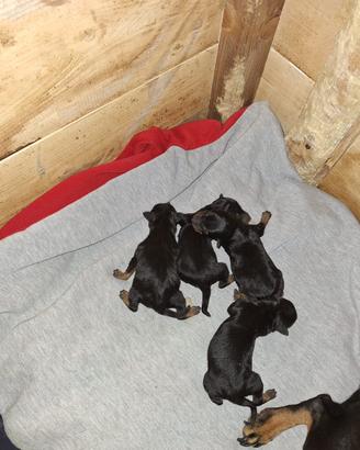 Cuccioli pinscher
