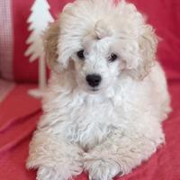 Barboncino Toy con Pedigree ENCI