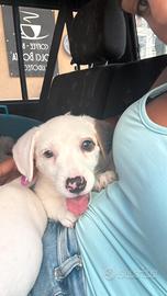 Cuccioli jack Russel