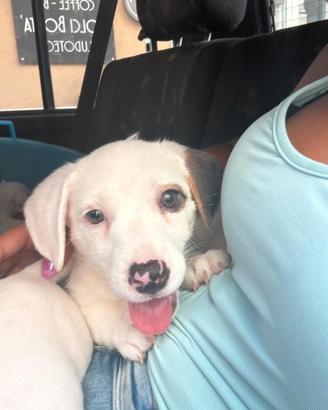 Cuccioli jack Russel