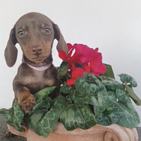 Bassottina con Pedigree ENCI