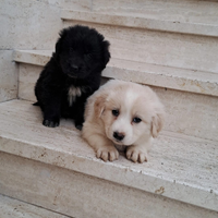 Labrador border colli