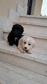 Labrador border colli