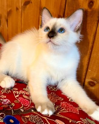 Gattina Sacro di Birmania con pedigree