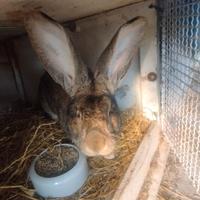 Coniglio gigante maschio originale