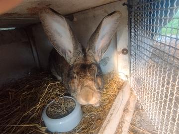 Coniglio gigante maschio originale