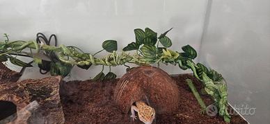 Geco leopardino giallo