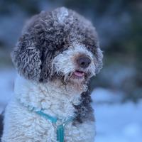 Cane per accoppiamento