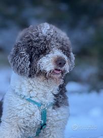Cane per accoppiamento