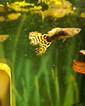 Guppy Guppi Endler