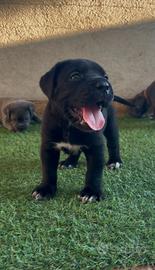 Cane Corso con pedigree