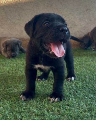 Cane Corso con pedigree