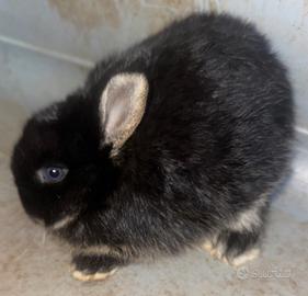 Coniglio nano occhi azzurri