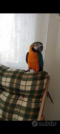 Animali