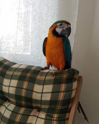 Animali