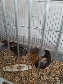 Quaglie cinesi 