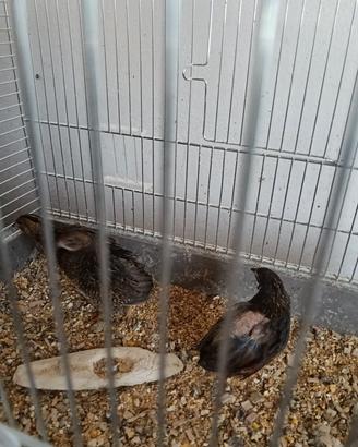 Quaglie cinesi 