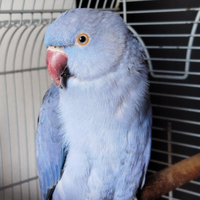 Parrocchetto dal collare