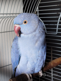 Parrocchetto dal collare