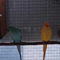 Parrocchetto dal collare