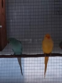 Parrocchetto dal collare