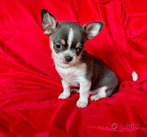 Chihuahua a pelo corto