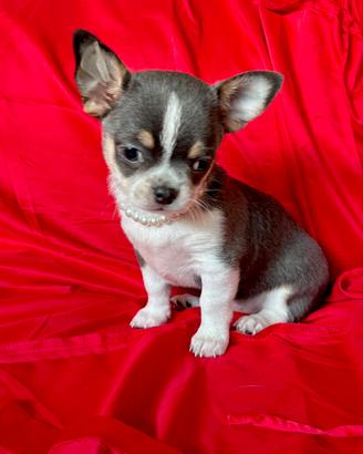 Chihuahua a pelo corto