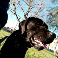 Labrador nero con pedigree