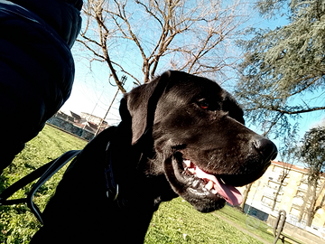 Labrador nero con pedigree