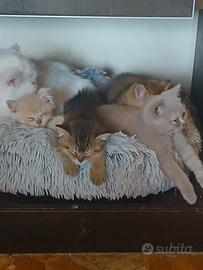 British shorthair pedigree