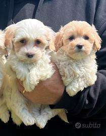 Maltipoo femmine