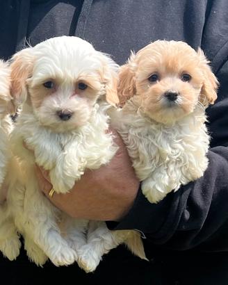 Maltipoo femmine