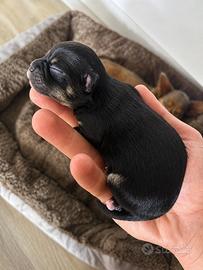 Chihuahua pelo lungo femmina