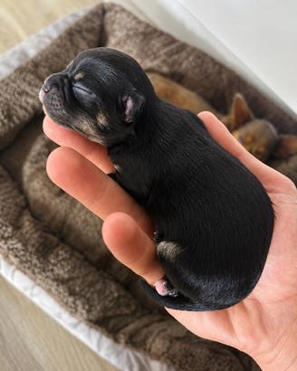 Chihuahua pelo lungo femmina