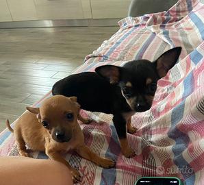 Cuccioli di chihuahua