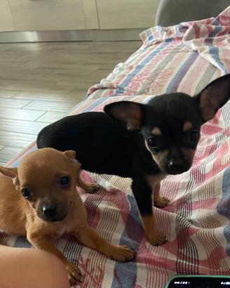 Cuccioli di chihuahua