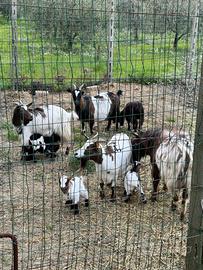 Capretto tibetano