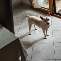 Ad amanti cucciolo di due anni