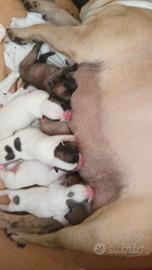 Bulldog francese